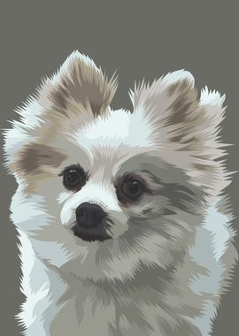 Pomeranian Dog