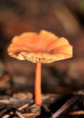 Winter wild mushrooms free