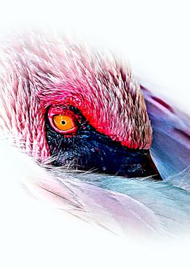 Flamingo Eye