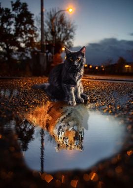 Cat and Tiger Reflection