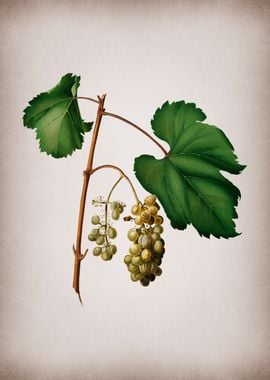 Vintage Friulli Grape Food