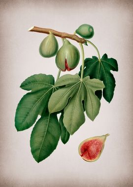 Vintage Fig Fruits Poster