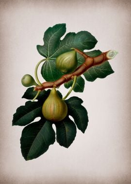 Vintage Fig Fruits Poster