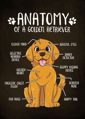 Anatomy Golden Retriever