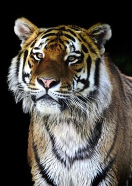 The Tiger Animal