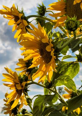 Sunflowers in the sun