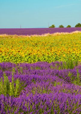  sunflower  and lavender