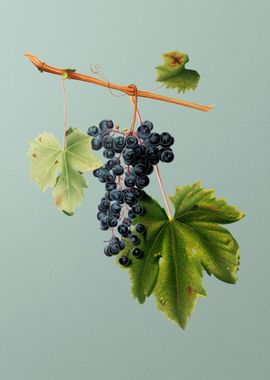 Vintage Grape Colorino Art