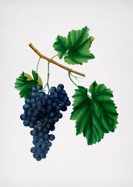 Vintage Lacrima Grapes Art