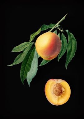 Vintage Peaches Fruits Art