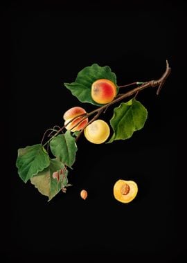 Vintage Peaches Fruits Art