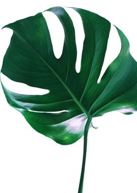 Tropic Monstera Delight 1