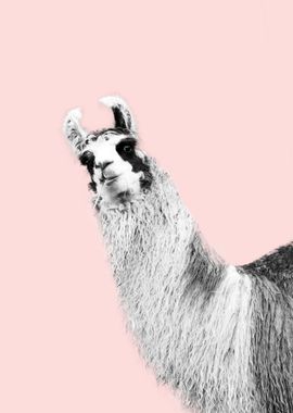 Cute Llama Blush BW 1