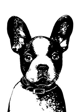 Boston Terrier Puppy