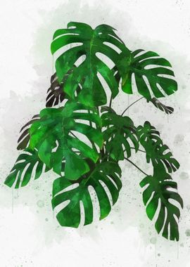 Monstera Leaves