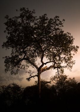 night tree cheetah