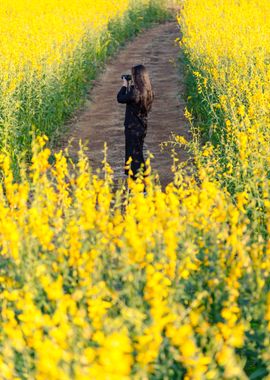 yellow flower field