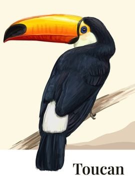 Toucan Bird