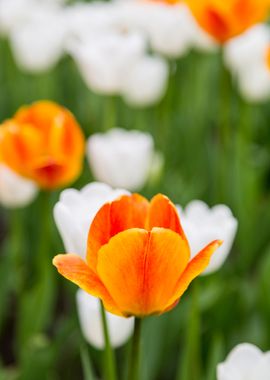 tulip flower orange