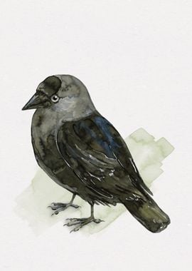 Cute jackdaw 