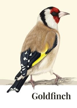 Goldfinch Bird