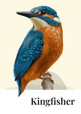 Kingfisher Bird