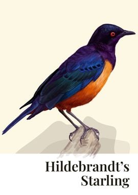 Hildebrandts Starling