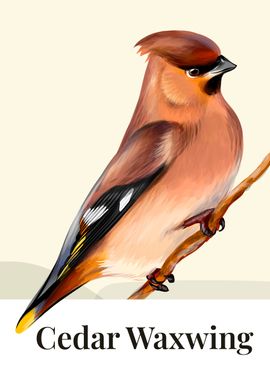 Cedar Waxwing Bird