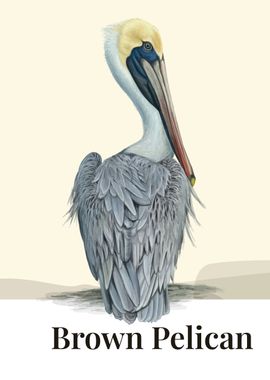 Brown Pelican Bird