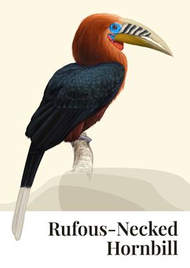 Rufous Hornbill Bird