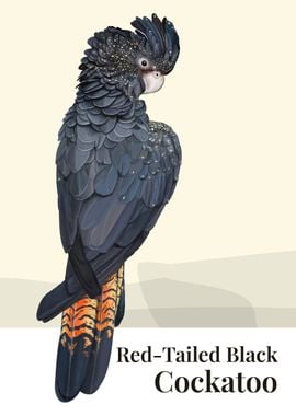 Red Tailed Black Cockatoo