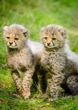 two baby cute cheetah