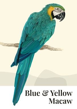 Blue and Yellow Macaw