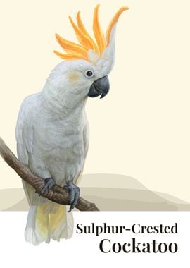 Sulphur Crested Cockatoo