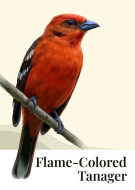 Flame Colored Tanager Bird