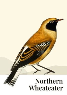 Northern Wheateater Bird