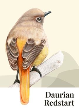 Daurian Redstart Brid