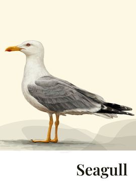 Seagull Bird