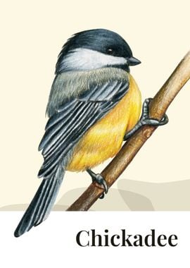 Chickadee Bird