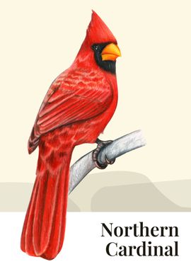 Northern Cardinal Bird