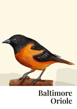 Baltimore Oriole Bird