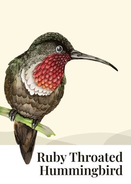 Ruby Throated Humming Bird