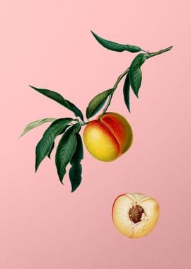 Vintage Peach Fruit Poster