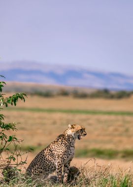 nature cheetah mountain