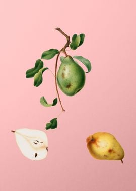 Vintage Pear Fruit Poster