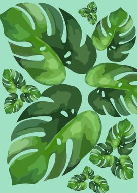 Monstera obliqua 