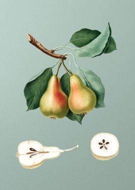 Vintage Pear Fruit Poster