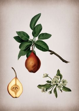 Vintage Pear Fruit Poster