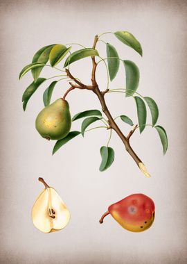 Vintage Pear Fruit Poster