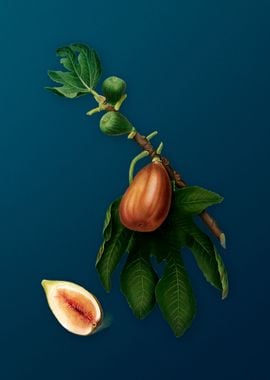 Vintage Fig Illustration